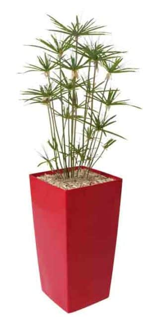 Papyrus Parasol / Plante artificielle H150 cm Bac carré brillant rouge