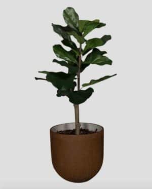 Lyrata Tanaman / Plante artificielle décorative H100 cm
