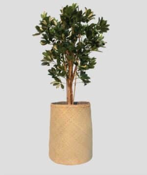 Schefflera Tanaman / Plante artificielle décorative H155 cm