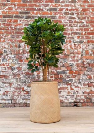 Schefflera Tanaman / Plante artificielle décorative H155 cm