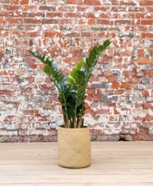 Zamia Tanaman / Plante artificielle décorative H100 cm
