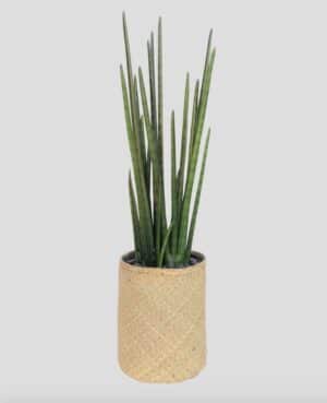 Sanseviera Tanaman / Plante artificielle décorative H105 cm