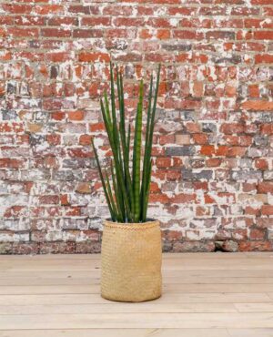 Sanseviera Tanaman / Plante artificielle décorative H105 cm